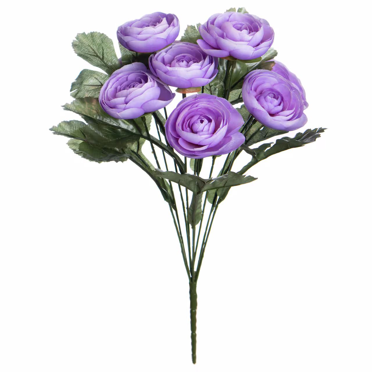 Purple Ranunculus