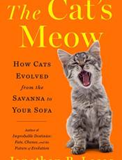 The Cat's Meow: How Cats Evolved From the Savanna to Your Sofa