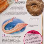 Wild about Dinosaurs